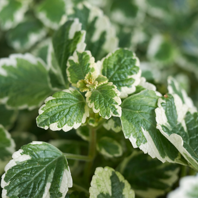 2 Plectranthus Variegated Swedish Ivy Live Plants 4-8 Inch Height In 4 Inch Pot - Image 4