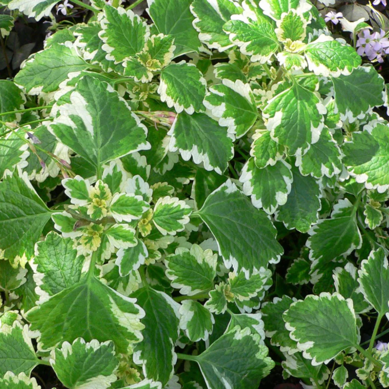 2 Plectranthus Variegated Swedish Ivy Live Plants 4-8 Inch Height In 4 Inch Pot - Image 2