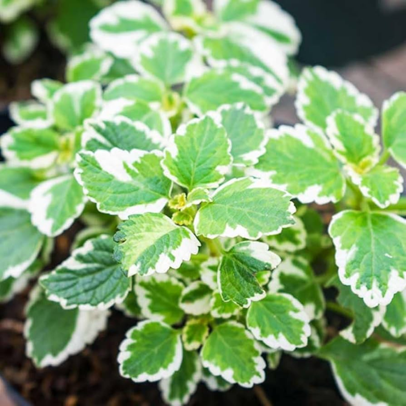 2 Plectranthus Variegated Swedish Ivy Live Plants 4-8 Inch Height In 4 Inch Pot