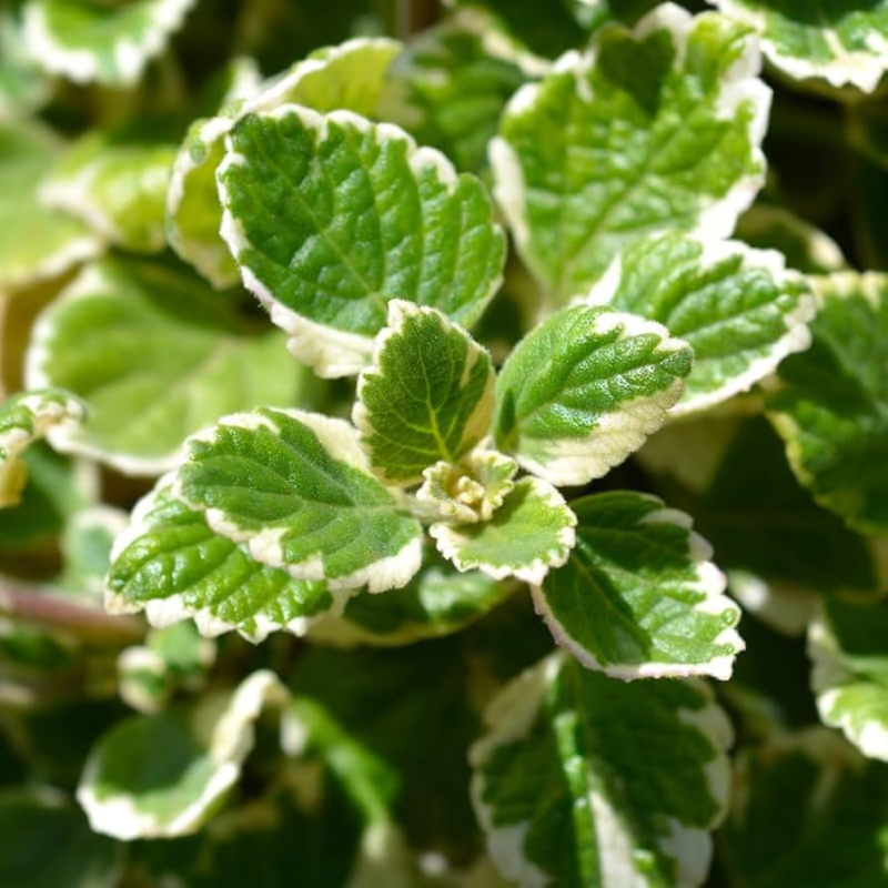 2 Plectranthus Variegated Swedish Ivy Plants Live 4-8 Inch Tall, In 4 Inch Pot