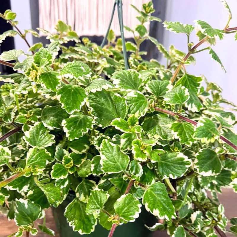 2 Plectranthus Variegated Swedish Ivy Live Plant 4-8 Inch Tall, In 4 Inch Pot - Image 2