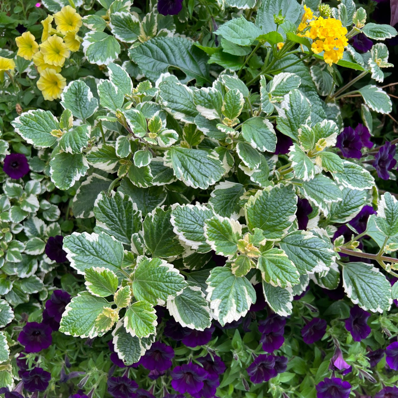 2 Plectranthus Variegated Swedish Ivy Live Plant 4-8 Inch Tall, In 4 Inch Pot