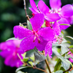 Alternative view of 2 Purple Tibouchina Plants Live 3-5 Inc Tall