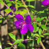 2 Purple Tibouchina Plants Live 3-5 Inc Tall