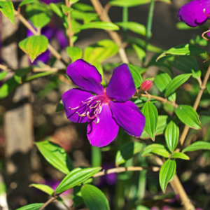 2 Purple Tibouchina Plants Live 3-5 Inc Tall