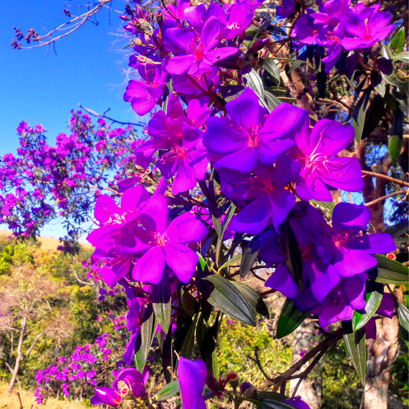 2 Purple Tibouchina Plants 3-5 Inc Tall - Image 6
