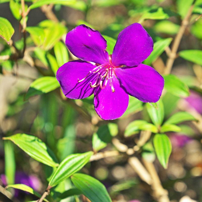 2 Purple Tibouchina Plants 3-5 Inc Tall - Image 5