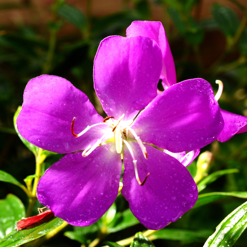 2 Purple Tibouchina Plants 3-5 Inc Tall - Image 3
