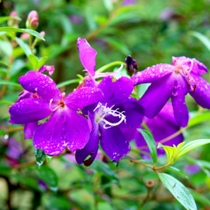 Alternative view of 2 Purple Tibouchina Plants 3-5 Inc Tall
