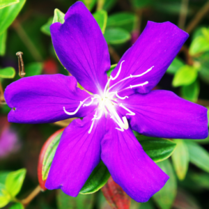 Purple Tibouchina Plant 3-5 Inc Height