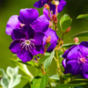 Purple Tibouchina Plant Live 3-5 Inc Tall