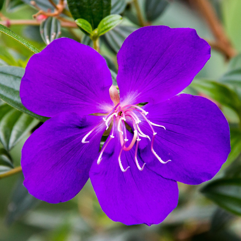 Purple Tibouchina Plant 3-5 Inc Tall - Image 6