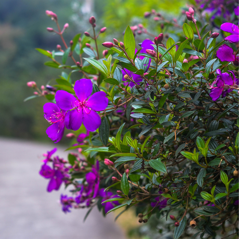 Purple Tibouchina Plant 3-5 Inc Tall - Image 4