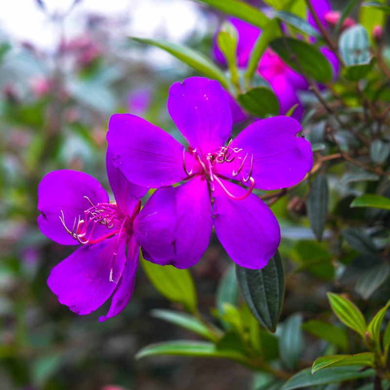 Purple Tibouchina Plant 3-5 Inc Tall - Image 3