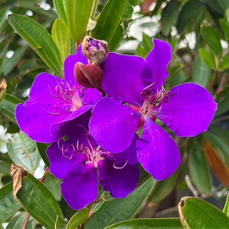 Purple Tibouchina Plant 3-5 Inc Tall - Image 2