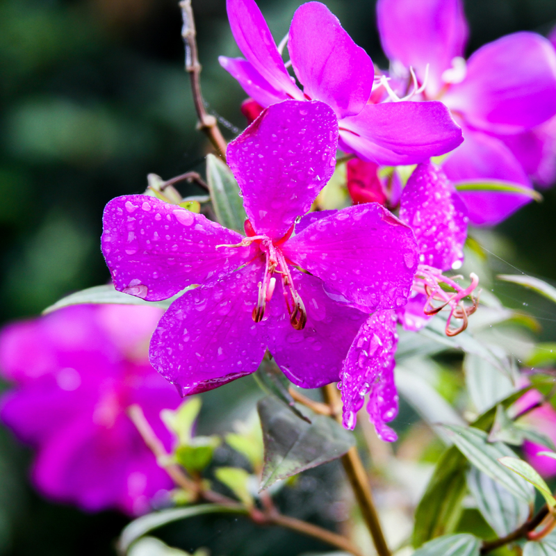 Purple Tibouchina Plant 3-5 Inc Tall