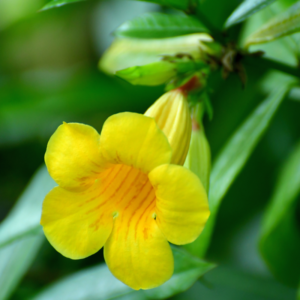 Alternative view of 2 Yellow Allamanda Live Plants 4-6 Inc