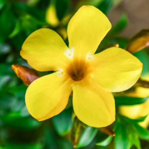 Alternative view of 2 Yellow Allamanda Plants Live 4-6 Inc