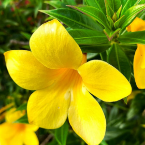 2 Yellow Allamanda Plants Live 4-6 Inc