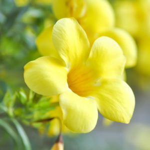 Alternative view of 2 Yellow Allamanda Plants 4-6 Inc