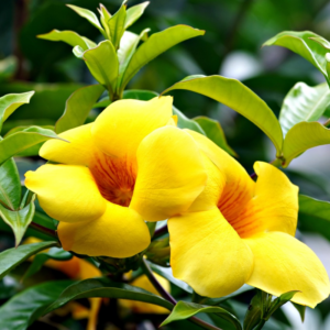 Alternative view of Yellow Allamanda Live Plant 4-6 Inc
