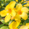 Yellow Allamanda Live Plant 4-6 Inc