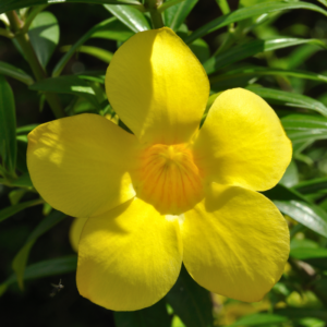 Alternative view of Yellow Allamanda Plant Live 4-6 Inc