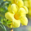 Yellow Allamanda Plant 4-6 Inc