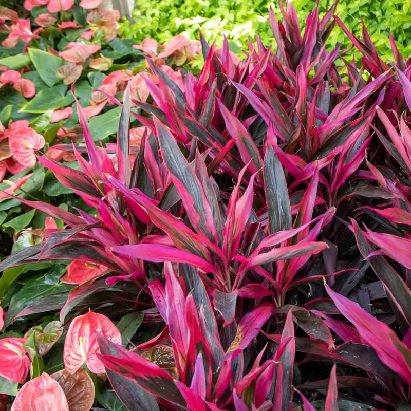 3 Cordyline Red Sister Hawaiian Ti Plants Rooted 7-10 Inc - Image 6