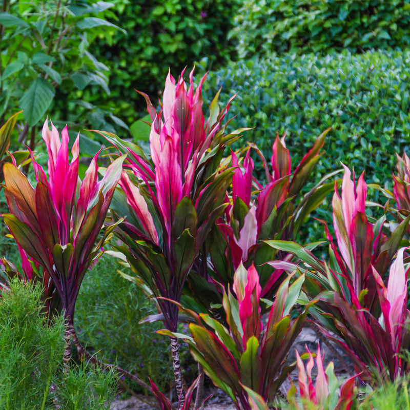 3 Cordyline Red Sister Hawaiian Ti Plants Rooted 7-10 Inc - Image 3