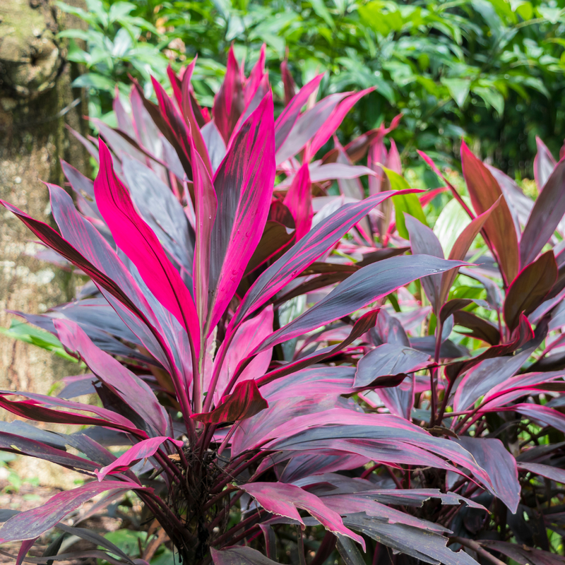 3 Cordyline Red Sister Hawaiian Ti Plants 7-10 Inch Tall - Image 6