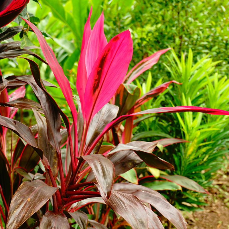 3 Cordyline Red Sister Hawaiian Ti Plants 7-10 Inch Tall - Image 4