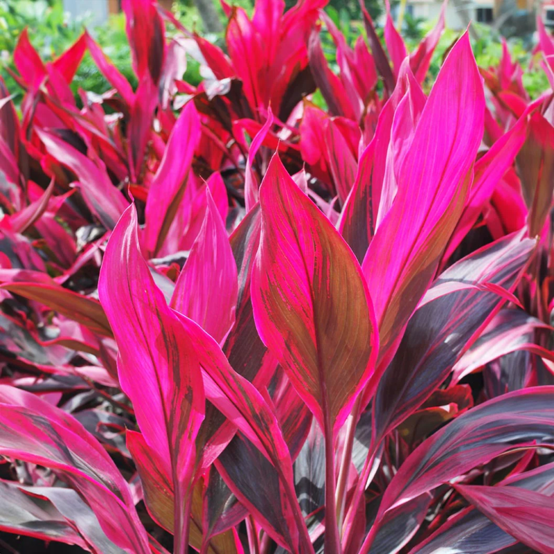 3 Cordyline Red Sister Hawaiian Ti Plants 7-10 Inch Tall - Image 3