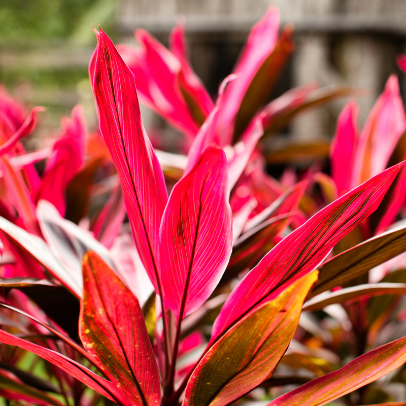 3 Cordyline Red Sister Hawaiian Ti Live Plants 7 To 10 Inch Tall - Image 5