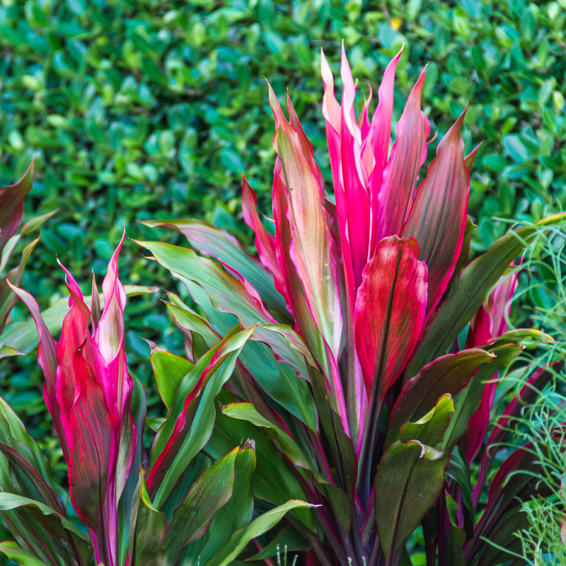 3 Cordyline Red Sister Hawaiian Ti Live Plants 7 To 10 Inch Tall - Image 2