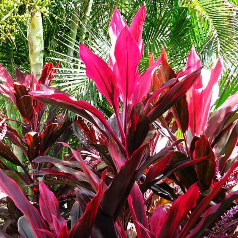 3 Cordyline Red Sister Hawaiian Ti Plants Live Rooted 7 To 10 Inch Tall - Image 6