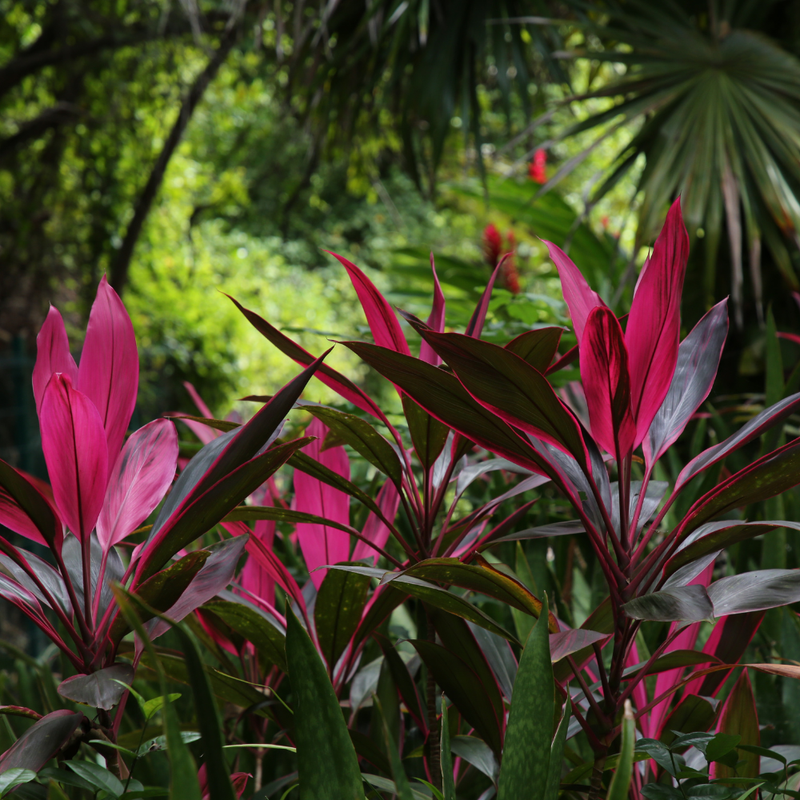 3 Cordyline Red Sister Hawaiian Ti Plants Rooted 7 To 10 Inch - Image 5