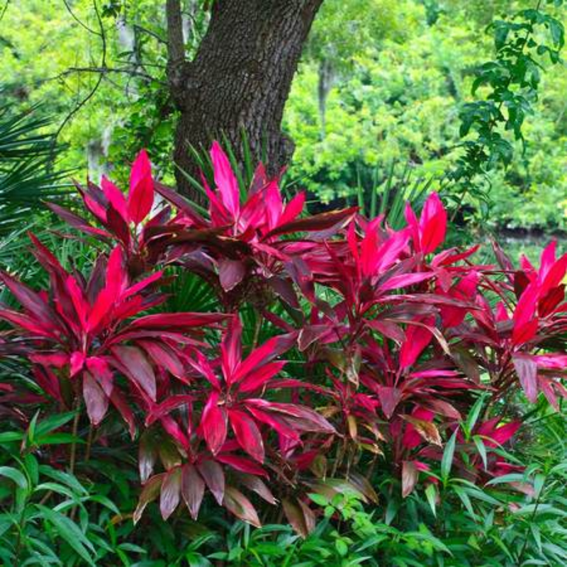 3 Cordyline Red Sister Hawaiian Ti Plants Rooted 7 To 10 Inch - Image 4