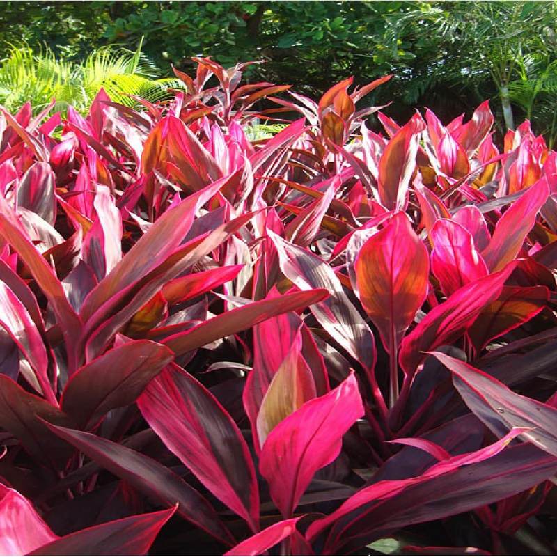 3 Cordyline Red Sister Hawaiian Ti Plants Rooted 7 To 10 Inch - Image 2