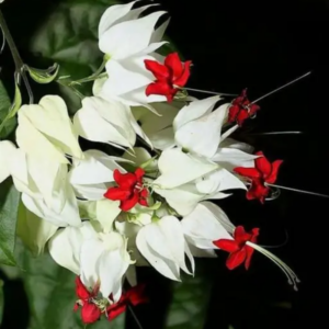 Alternative view of 1 Clerodendrum White Bleeding Heart Tree 4-8 Inch Tall