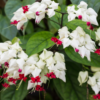 1 Clerodendrum White Bleeding Heart Tree 4-8 Inch Tall