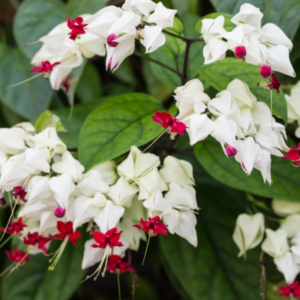 1 Clerodendrum White Bleeding Heart Tree 4-8 Inch Tall