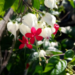 Alternative view of 2 Clerodendrum White Bleeding Heart Live Plants 4-8 Inch Tall