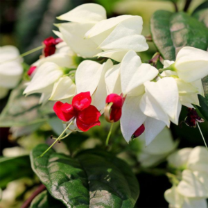 Alternative view of 2 Clerodendrum White Bleeding Heart Plants Live 4-8 Inch Tall