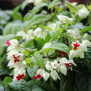 2 Clerodendrum White Bleeding Heart Plants Live 4-8 Inch Tall