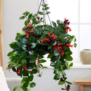 Alternative view of 1 Red Lipstick Vine Plant Houseplant In 2" Pot