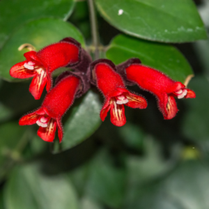 1 Red Lipstick Vine Plant Houseplant In 2" Pot