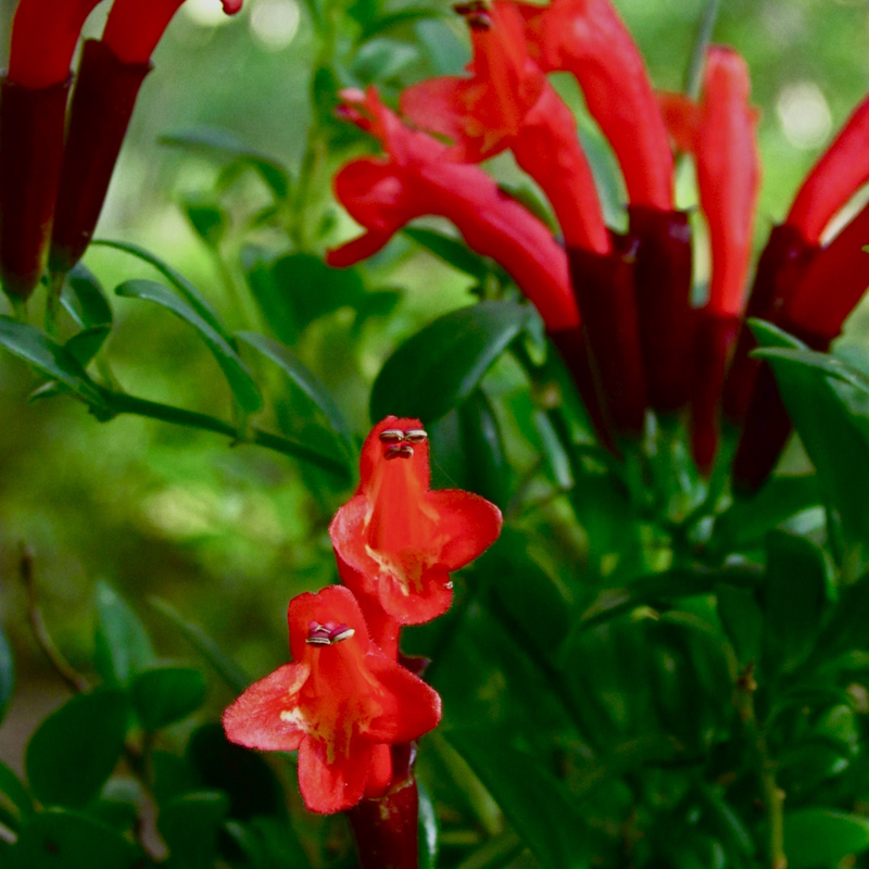 1 Red Lipstick Vine Live In 2" Pot - Image 5