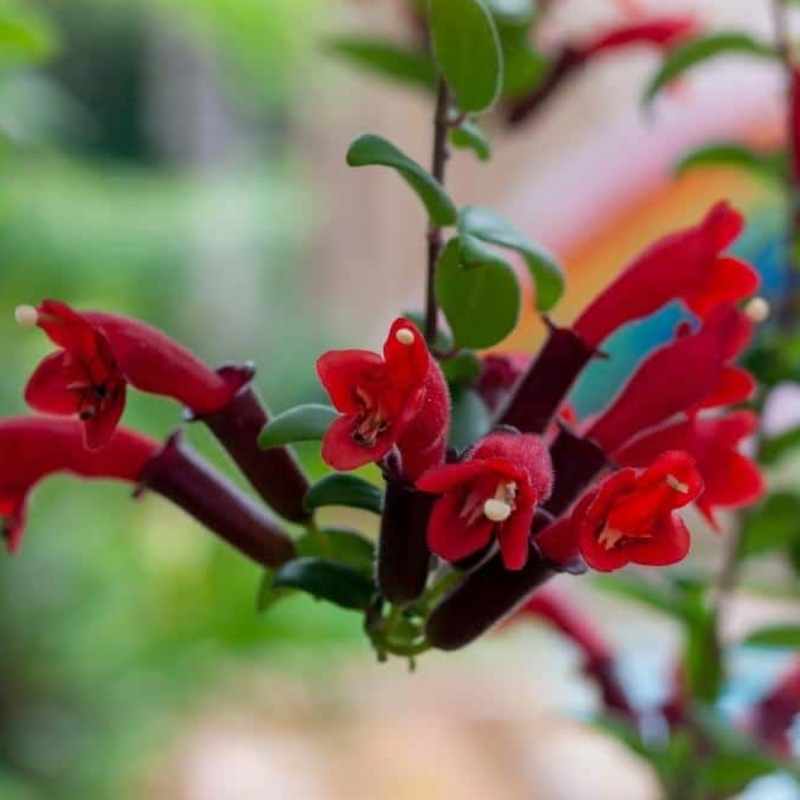1 Red Lipstick Vine Live In 2" Pot - Image 6