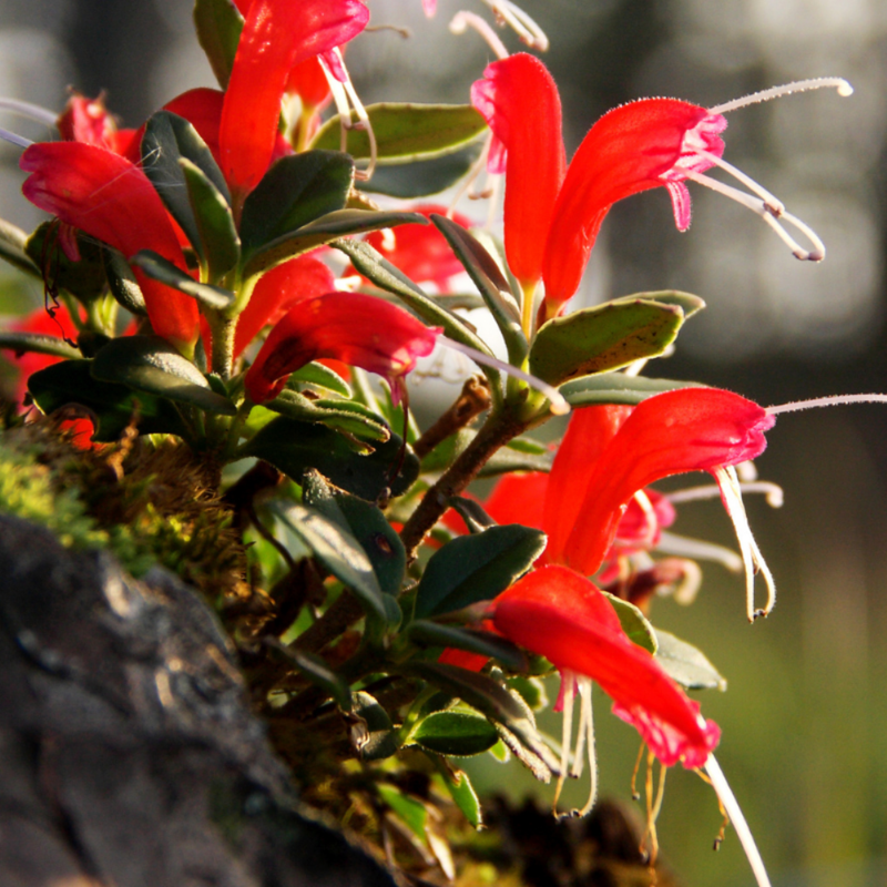 1 Red Lipstick Vine Live In 2" Pot - Image 3